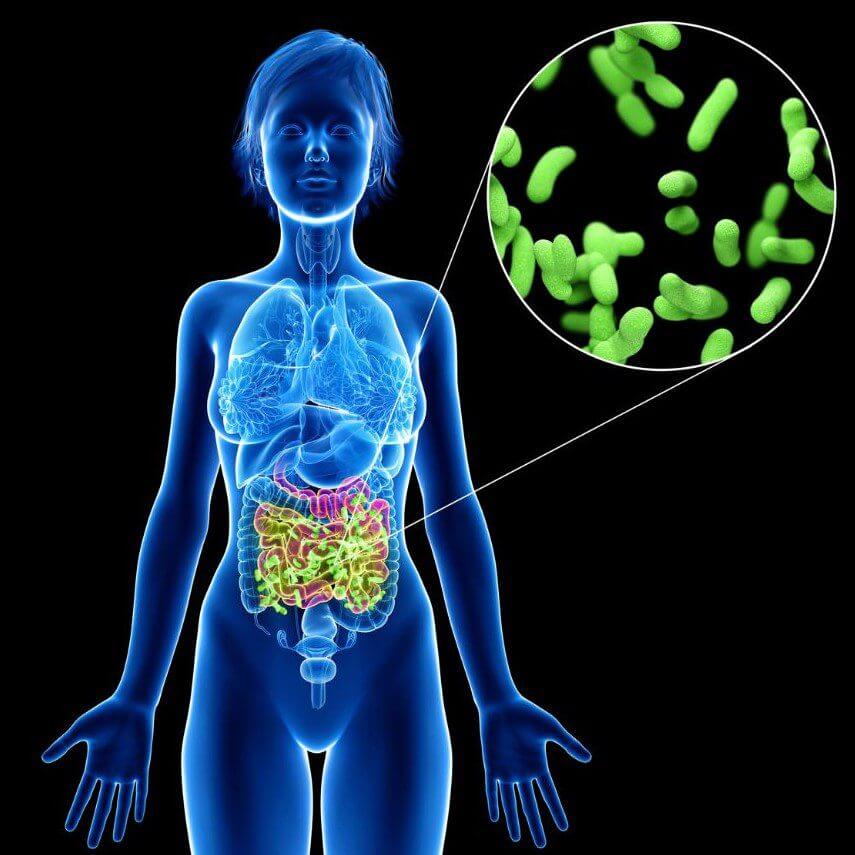 A translucent blue silhouette of a woman displays her internal organs, including a highlighted digestive system, with an inset showing green bacteria.