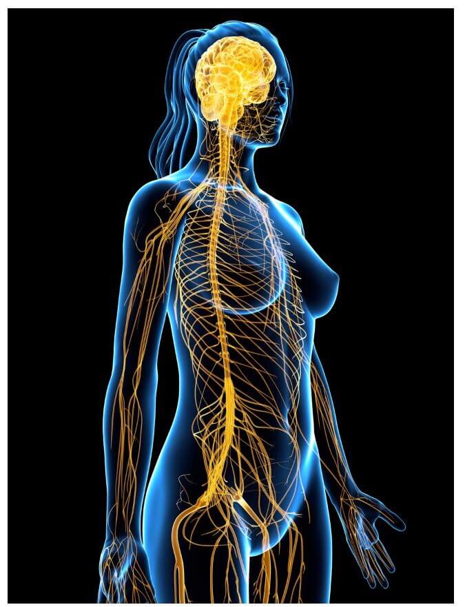 A translucent depiction of a female human figure showcases the brain and nervous system in glowing yellow against a black background.