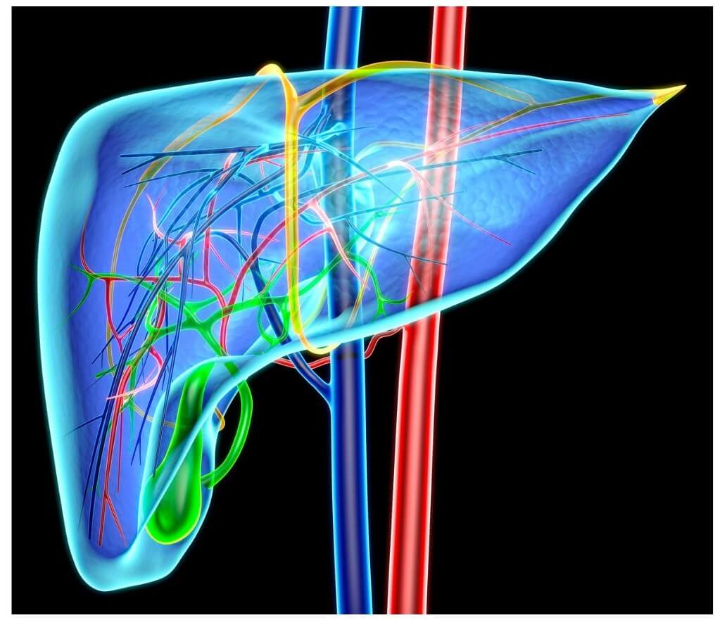 Illustration of the liver, highlighting its structure and anatomical features.