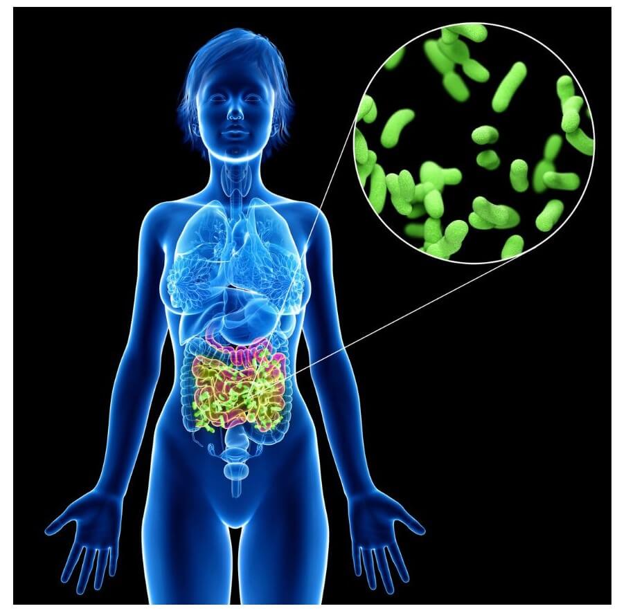 A blue and pink anatomical illustration of a human body with highlighted organs and a zoomed-in view of green bacteria in a circular inset.