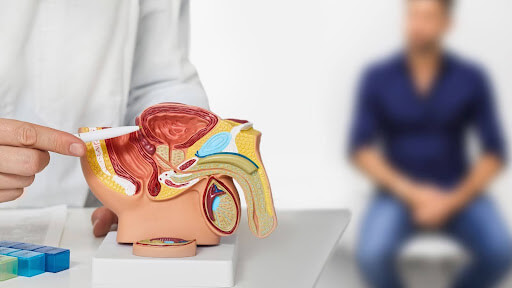 A man holds a detailed model of a male organ, demonstrating anatomical features for educational purposes.