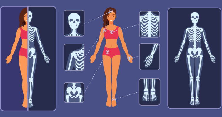 A skeleton woman displaying various body parts, highlighting anatomical features and their connections.