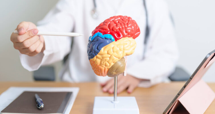 A doctor holds a brain model, discussing breakthroughs in Alzheimer’s treatment using dopamine and ultrasound technology.