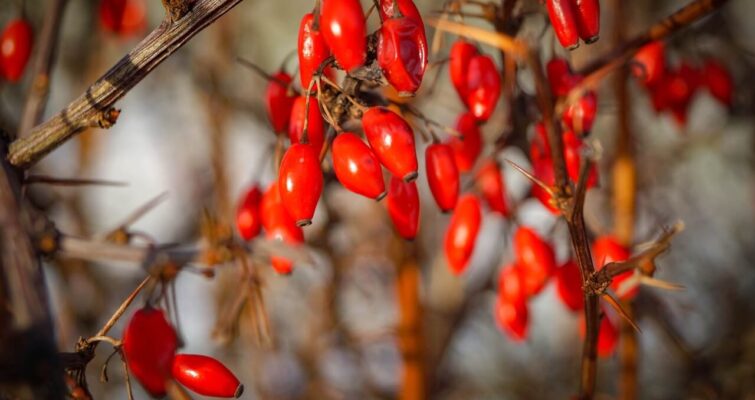 berberine benefits