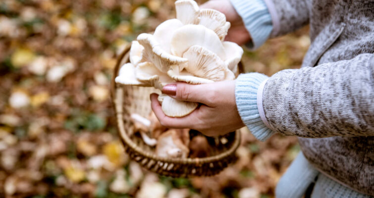 A person holds a basket of mushrooms, surrounded by colorful fall foliage, symbolizing seasonal foraging and health benefits.