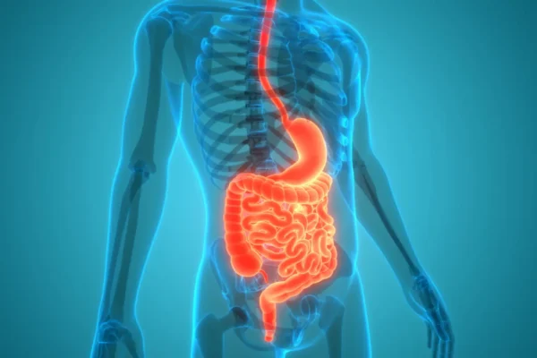 Illustration of the human digestive system highlighting the stomach, related to digestive disorders like Celiac and Crohn’s.