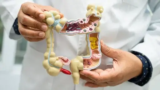 Gut-brain axis: protect memory through digestive care