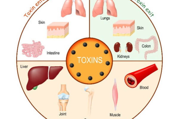 Understanding detoxification