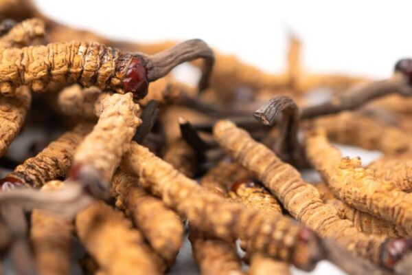 A pile of dried Cordyceps plants on a white surface, highlighting their use in Chinese medicine.