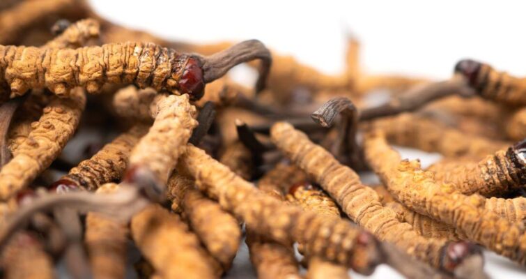 A pile of dried Cordyceps plants on a white surface, highlighting their use in Chinese medicine.