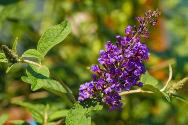 What Does Chasteberry Do to Hormones? Endocrinologist Reviewed Benefits