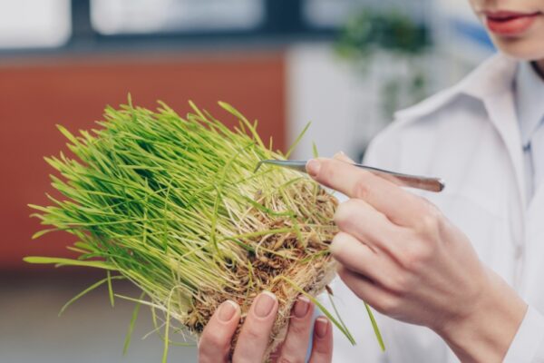 Oat Grass Benefits: 7 Science-Backed Reasons to Add