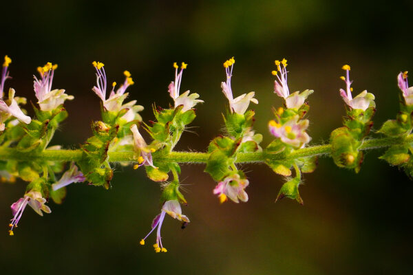 Flower of Holy Basil, Tulsi