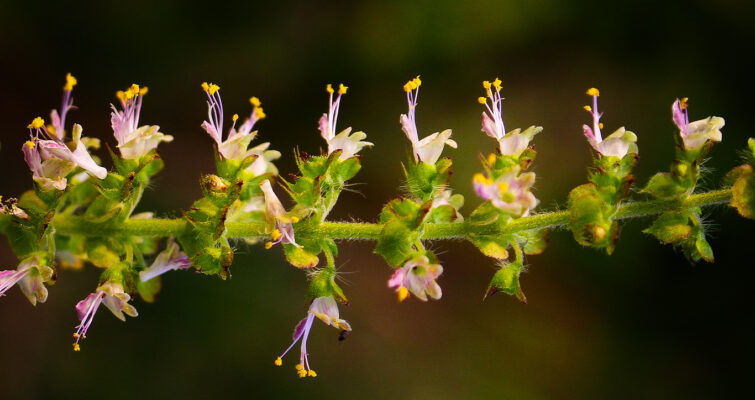 Flower of Holy Basil, Tulsi